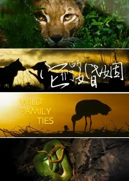 《它们的婚姻》：当动物世界也上演情感纠葛，一部充满奇思妙想的另类爱情故事！